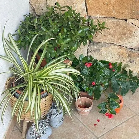 Nefhouse 83 Tanaunella