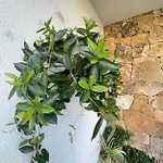 Nefhouse 83 Nyaraló Tanaunella