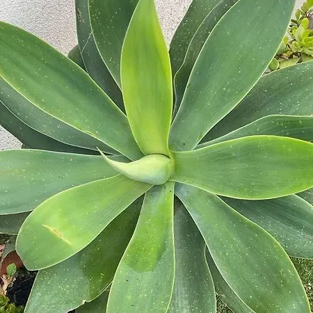 Nefhouse 83 Ferienhaus