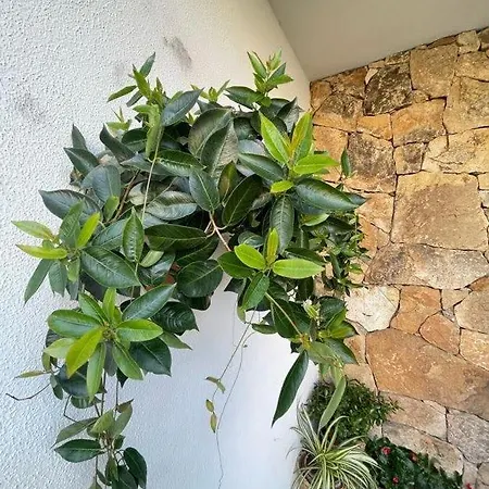 Nefhouse 83 Ferienhaus Tanaunella